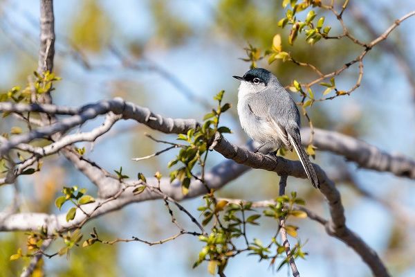 Arizona-Buckeye Blue-gray gnatcatcher perched on branch